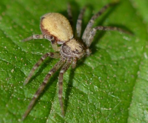 Réf. 302 182 : Philodromus sp.